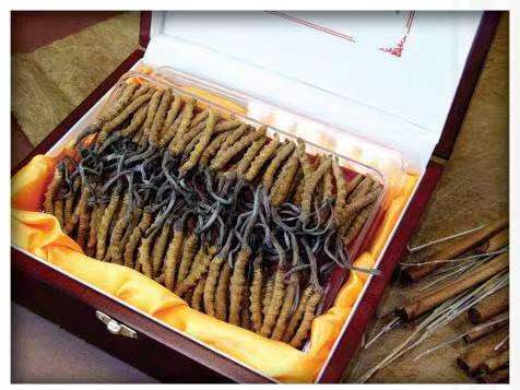 灵武冬虫夏草回收